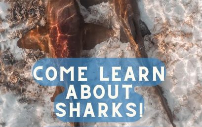 Come Learn About Sharks with Scientist Bryan Legare at Bamboushay Lounge
