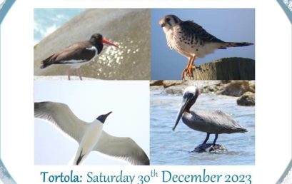 Join The “Christmas” Bird Count – National Parks Trust & Audubon – Tortola & Anegada