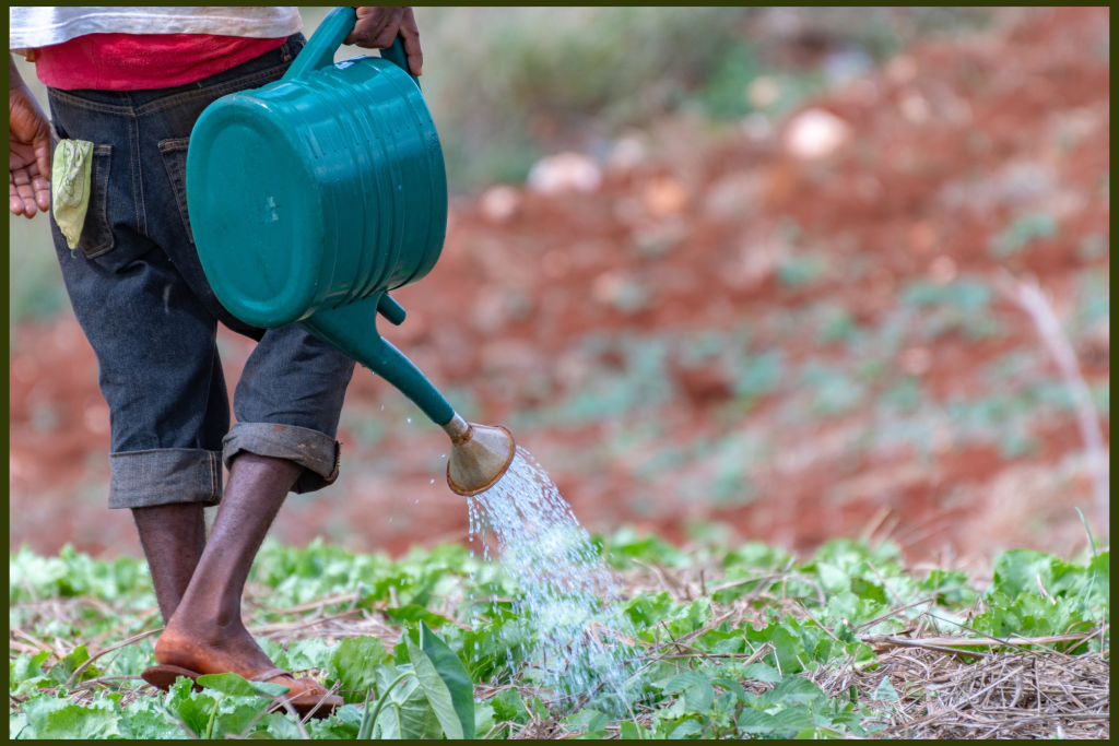 Cultivating Tomorrow: British Virgin Islands’ Path to Sustainable Food Security